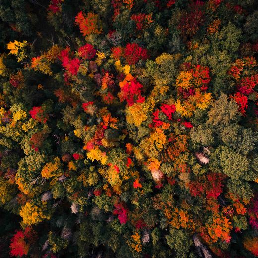 Woodland detail, fall color